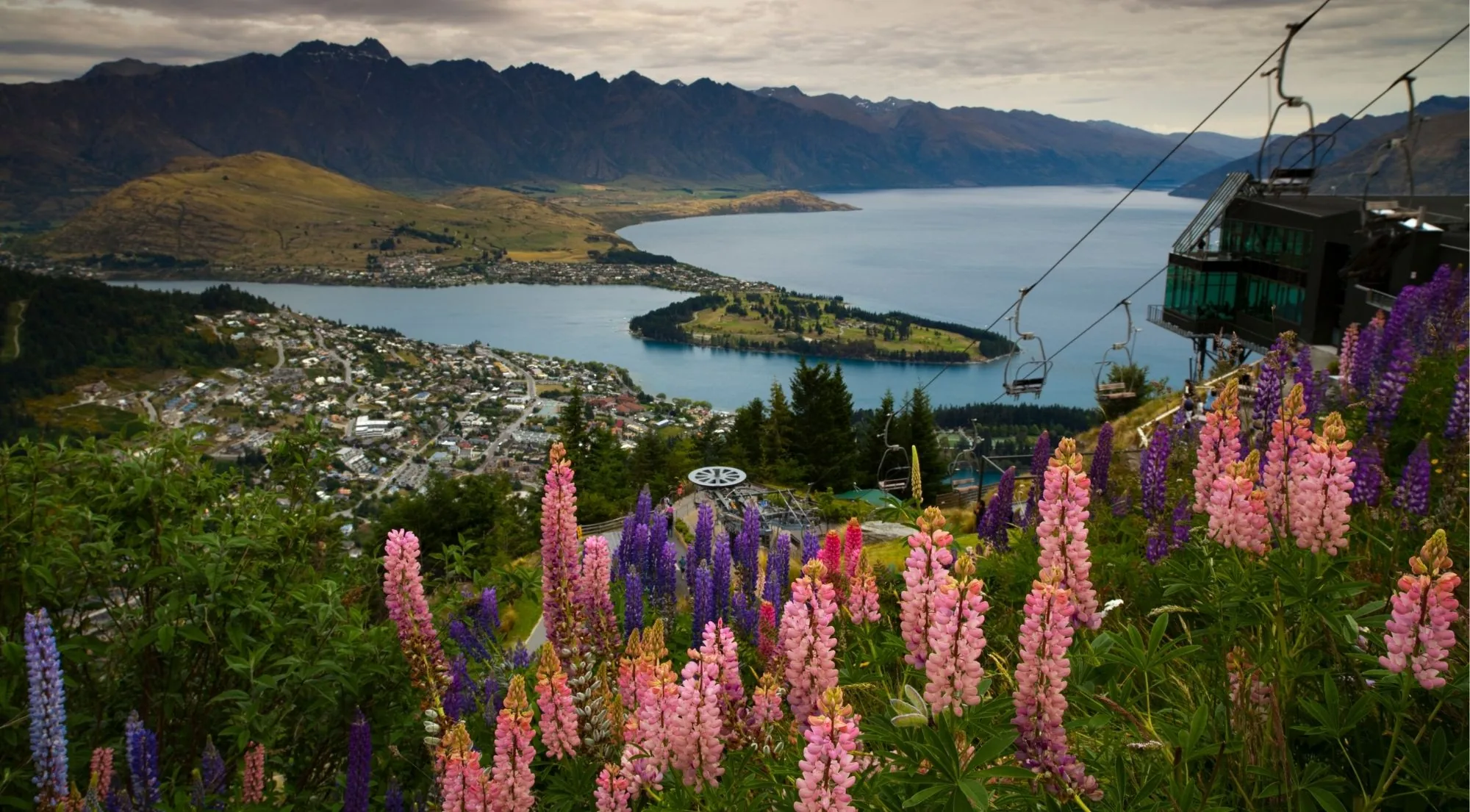 Queenstown and Lake Wakatipu seen from Bob's Peak, with the Remarkables behind and summer lupins in the foreground